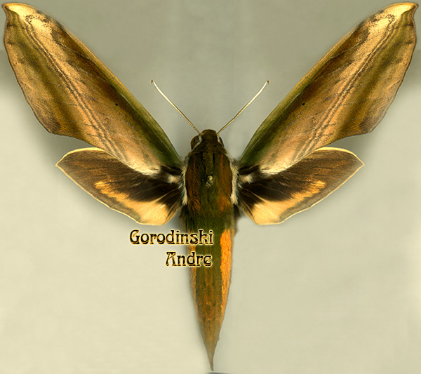 http://www.gorodinski.ru/sphingidae/Theretra nessus.jpg